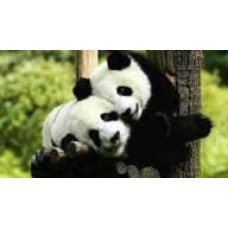 Алмазная мозаика по номерам 30*40см J.Otten GB70856 Играющие панды в рулоне