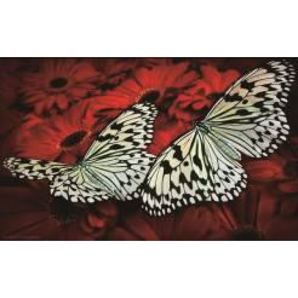 Раскраска по номера 20*30см J.Otten JS20466 Бабочки OPP холст на раме с краск. кисти
