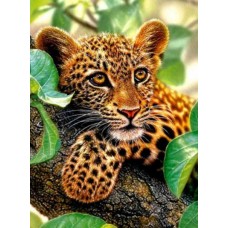 Раскраска по номера 30*40см J.Otten EKTL1312_O Маленький леопард OPP холст на раме краск. кисти.
