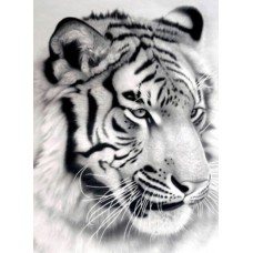 Раскраска по номера 30*40см J.Otten EKTL2166_O Белый тигр OPP холст на раме краск. кисти.