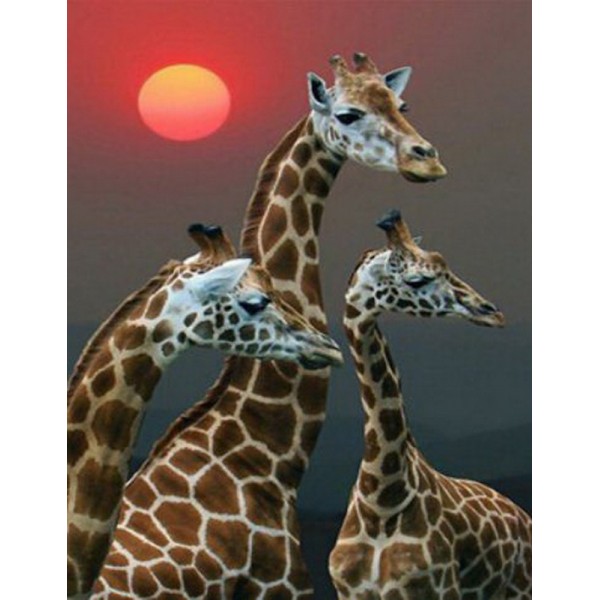 Раскраска по номера 40*50см J.Otten Y5700_O Жирафы OPP холст на раме с краск.кисти