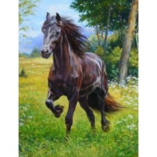 Раскраска по номера 40*50см J.Otten Y5716_B Черный конь карт.уп холст на раме краск. кисти.